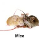 mice2