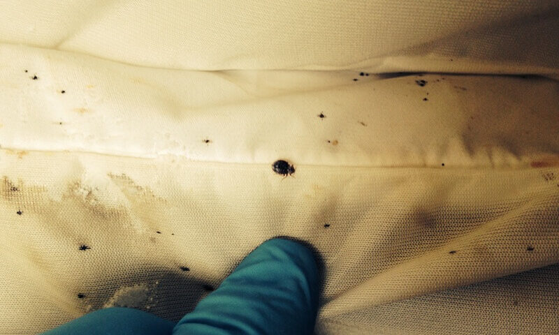 How to get rid of bedbugs