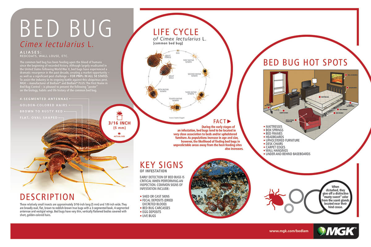 Bed Bugs cimex
